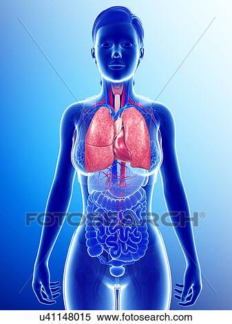 Stock Photography - Female heart-lung system, illustration. Fotosearch