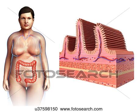 Stock Image - Female intestinal villi, illustration. Fotosearch