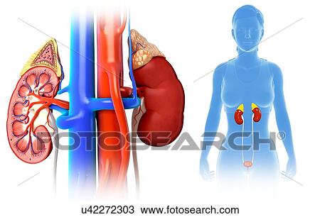 Female kidney anatomy, illustration View Large Photo Image Stock Image - Female kidney anatomy, illustration. Fotosearch