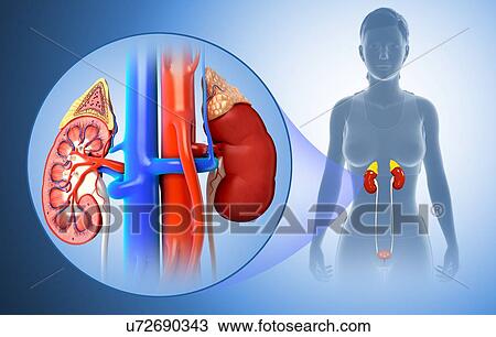 Stock Image - Female kidney anatomy, illustration. Fotosearch