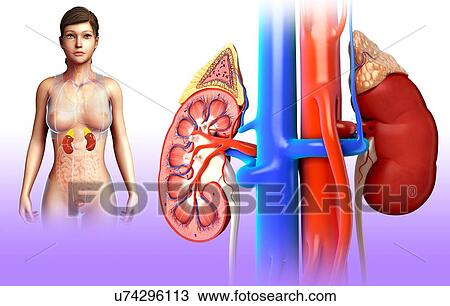 Female kidney anatomy, illustration View Large Photo Image Stock Image - Female kidney anatomy, illustration. Fotosearch