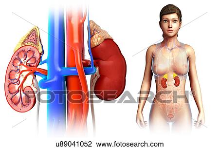 Stock Image - Female kidney anatomy, illustration. Fotosearch