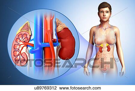 Female kidney anatomy, illustration View Large Photo Image Stock Image - Female kidney anatomy, illustration. Fotosearch