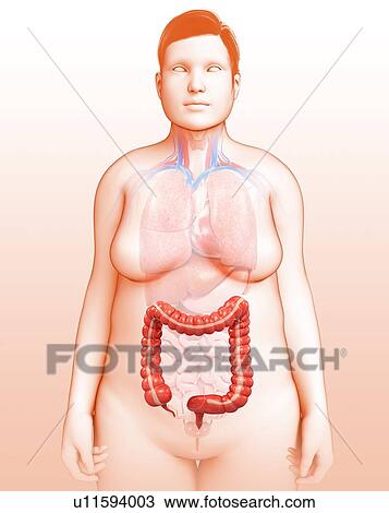 Stock Image - Female large intestine, illustration. Fotosearch