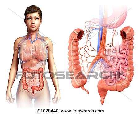 Female large intestine, illustration View Large Photo Image Stock Image - Female large intestine, illustration. Fotosearch