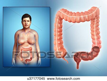 Female large intestine, illustration View Large Photo Image Stock Photography - Female large intestine, illustration. Fotosearch