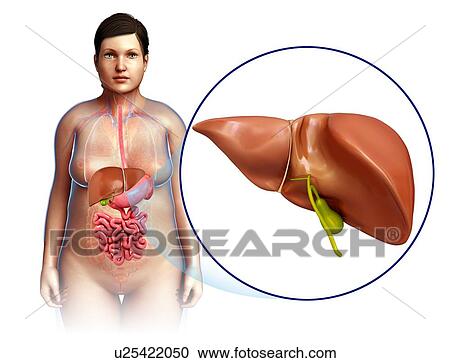 Female liver anatomy, illustration View Large Photo Image Stock Image - Female liver anatomy, illustration. Fotosearch
