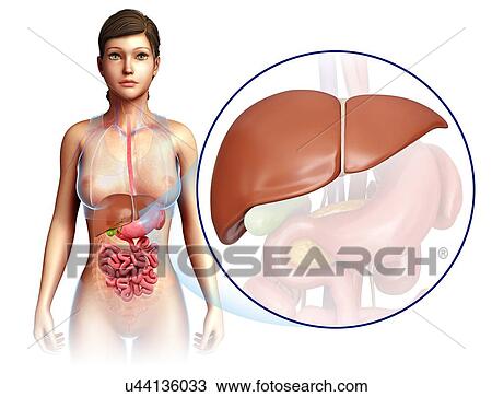 Female liver anatomy, illustration View Large Photo Image Stock Image - Female liver anatomy, illustration. Fotosearch