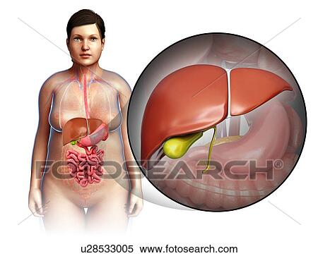Stock Photography - Female liver anatomy, illustration. Fotosearch