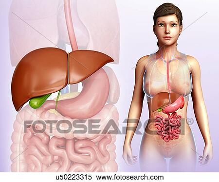 Stock Photography - Female liver anatomy, illustration. Fotosearch