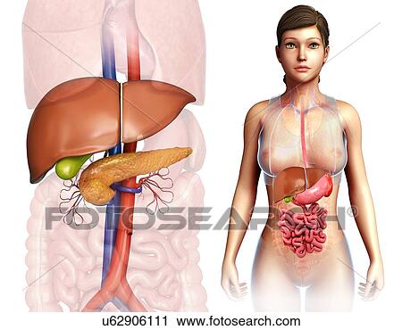 Female liver and pancreas, illustration View Large Photo Image Stock Image - Female liver and pancreas, illustration. Fotosearch