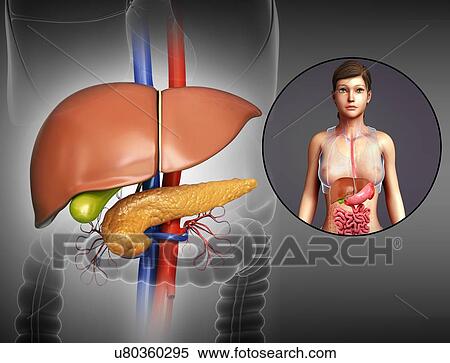 Female liver and pancreas, illustration View Large Photo Image Stock Photography - Female liver and pancreas, illustration. Fotosearch