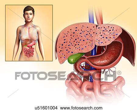 Picture - Female liver and stomach anatomy, illustration. Fotosearch