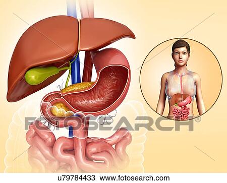 Female liver and stomach anatomy, illustration View Large Photo Image Stock Image - Female liver and stomach anatomy, illustration. Fotosearch