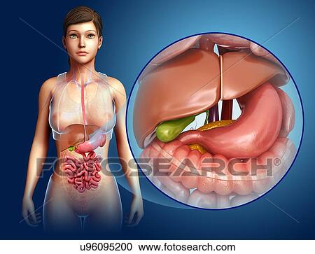 Stock Image - Female liver and stomach anatomy, illustration. Fotosearch