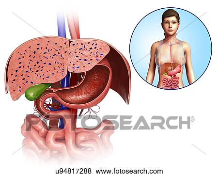 Stock Photo - Female liver and stomach anatomy, illustration. Fotosearch