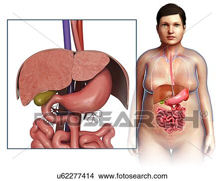 Picture - Female liver, illustration. Fotosearch
