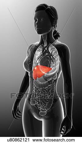 Female liver, illustration View Large Photo Image Stock Image - Female liver, illustration. Fotosearch