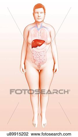 Female liver, illustration View Large Photo Image Stock Image - Female liver, illustration. Fotosearch