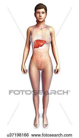 Stock Photograph - Female liver, illustration. Fotosearch