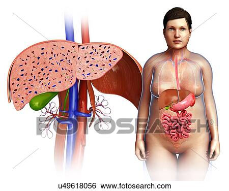 Female liver, illustration View Large Photo Image Stock Photograph - Female liver, illustration. Fotosearch