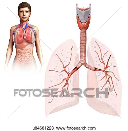 Stock Image - Female lung anatomy, illustration. Fotosearch