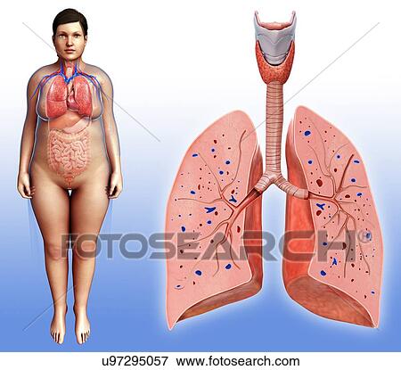 Female lung anatomy, illustration View Large Photo Image Stock Photo - Female lung anatomy, illustration. Fotosearch