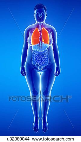 Picture - Female lungs, illustration. Fotosearch