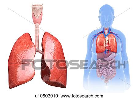 Stock Image - Female lungs, illustration. Fotosearch