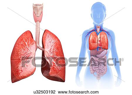 Stock Image - Female lungs, illustration. Fotosearch