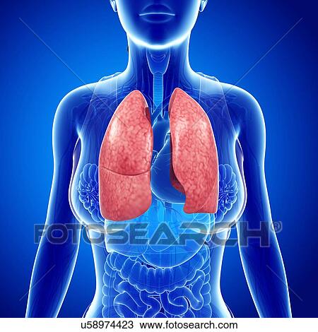 Female lungs, illustration View Large Photo Image Stock Image - Female lungs, illustration. Fotosearch