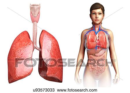 Stock Image - Female lungs, illustration. Fotosearch