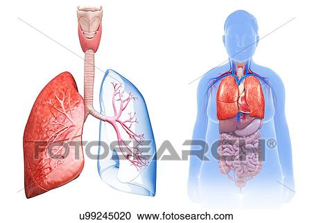 Female lungs, illustration View Large Photo Image Stock Image - Female lungs, illustration. Fotosearch