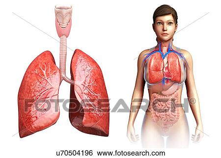 Female lungs, illustration View Large Photo Image Stock Photograph - Female lungs, illustration. Fotosearch