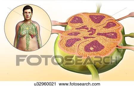 Stock Image - Female lymph node structure, illustration. Fotosearch