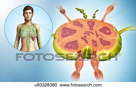 Stock Image - Female lymph node structure, illustration. Fotosearch