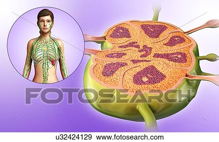 Stock Photo - Female lymph node structure, illustration. Fotosearch