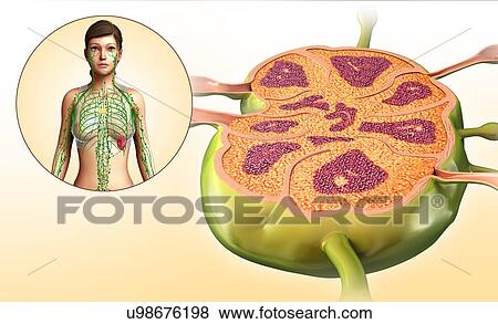 Female lymph node structure, illustration View Large Photo Image Stock Photo - Female lymph node structure, illustration. Fotosearch