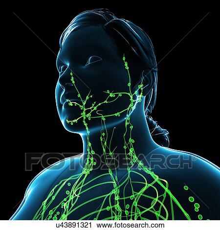 Stock Image - Female lymphatic system, illustration. Fotosearch
