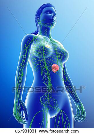 Stock Image - Female lymphatic system, illustration. Fotosearch