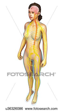 Female nervous system, illustration View Large Photo Image Stock Photograph - Female nervous system, illustration. Fotosearch