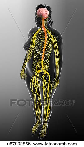 Stock Photograph - Female nervous system, illustration. Fotosearch