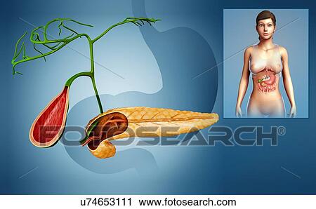 Female pancreas and gallbladder, illustration View Large Photo Image Stock Image - Female pancreas and gallbladder, illustration. Fotosearch
