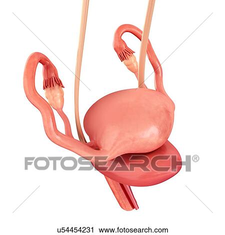 Female reproductive organs, illustration View Large Photo Image Stock Image - Female reproductive organs, illustration. Fotosearch
