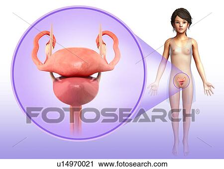 Stock Image - Female reproductive system, illustration. Fotosearch