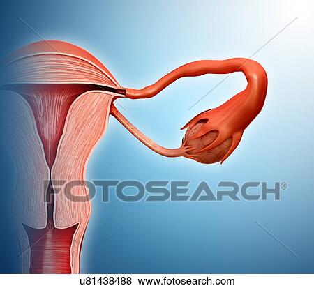 Female reproductive system, illustration View Large Photo Image Stock Photo - Female reproductive system, illustration. Fotosearch