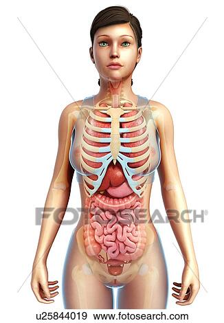 Stock Photo - Female ribs and body organs, illustration. Fotosearch