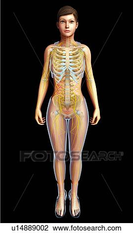 Stock Image - Female skeletal and nervous systems, illustration. Fotosearch