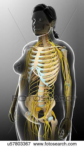 Stock Photo - Female skeletal and nervous systems, illustration. Fotosearch
