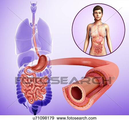 Female small intestine layers, illustration View Large Photo Image Stock Photo - Female small intestine layers, illustration. Fotosearch